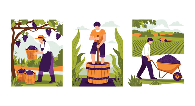 Series of illustrations depicting the wine production process from grape harvesting to crushing and transporting grapes.