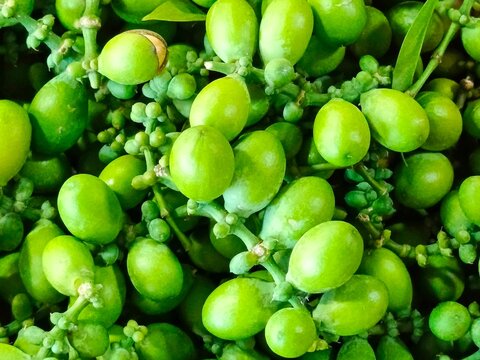 Fresh green melinjo seeds (Gnetum gnemon) on stems, a popular ingredient for Southeast Asian cuisine