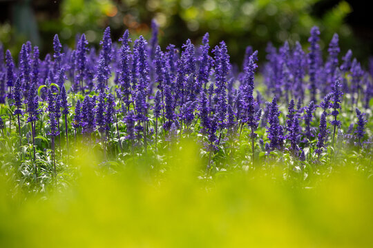 Campo de flores de s&aacute;lvia azul com primeiro plano verde desfocado em Gramado