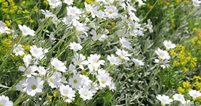 Blooming white cerastium growing in flower bed, perennial flowering plants