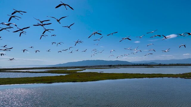 Flock of flamingos above the river Ebro, the delta region of the Ebro River in the southwest of the Province of Tarragona in the region of Catalonia in Spain