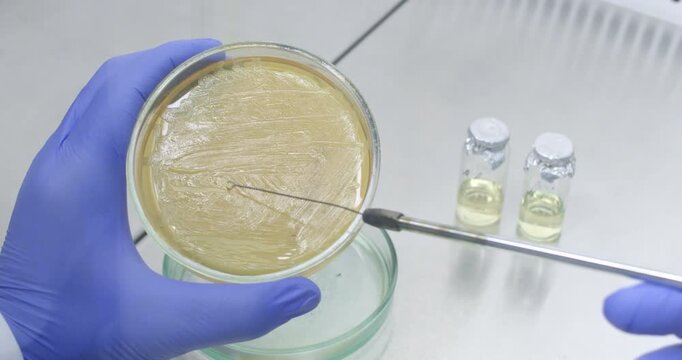 A scientist uses a microbiological loop to collect bacterial cell mass from an agar plate in a petri dish.