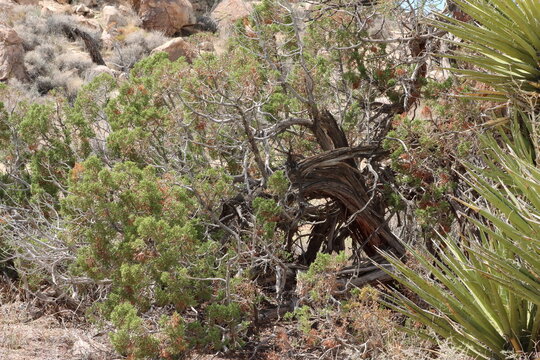California Juniper, Juniperus Californica, a fantastic native dioecious shrub displaying trunks with aging fluted furrowed exfoliating bark during early Autumn in the Little San Bernardino Mountains.
