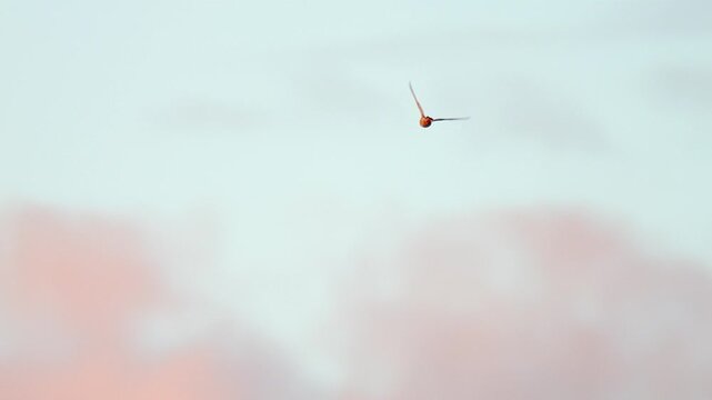 Common Kestrel Hunting Over Traditional Orchard Meadow in Summer Morning | 4K Wildlife