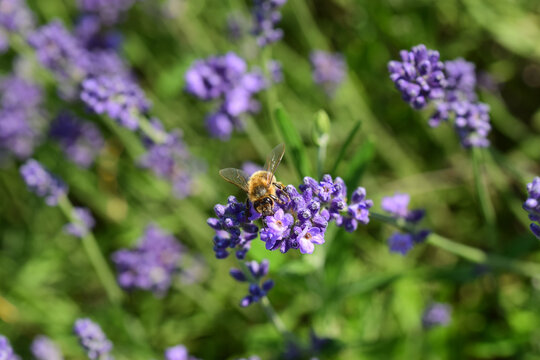 Macro shot of a hard-working honeybee collecting pollen on vibrant purple lavender flowers in a sunny field.