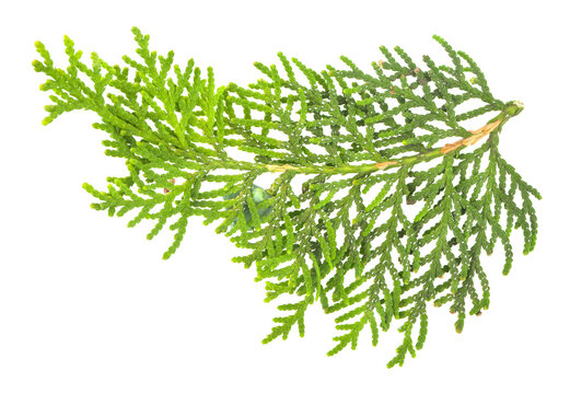 Green thuja branch isolated on white background.