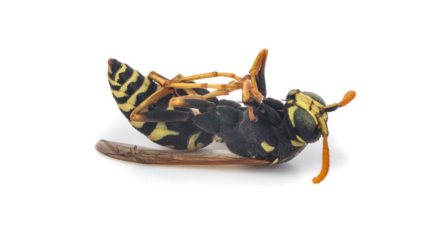 Dead wasp isolated on white background.