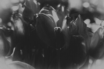 Tulipan w zbliżeniu na rozmytym tle – wiosenny kwiat, makrofotografia natury. Makrofotografia idealna do projektów związanych z naturą, ogrodnictwem, romantyzmem, Wielkanocą i Dniem Matki. © Aneta