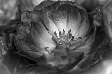 Tulipan w zbliżeniu na rozmytym tle – wiosenny kwiat, makrofotografia natury. Makrofotografia idealna do projektów związanych z naturą, ogrodnictwem, romantyzmem, Wielkanocą i Dniem Matki. © Aneta