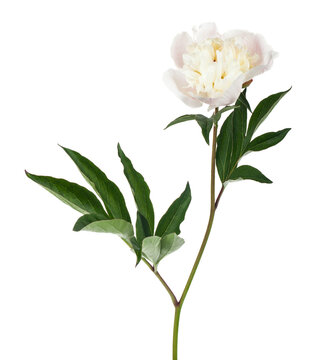 Peony flower isolated on white background.