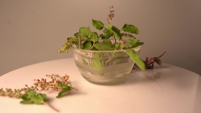 Tulsi Plant (Holy Basil)  Fresh Green Leaves, Medicinal Herb, Sacred Indian Plant, Ayurvedic Benefits, and Natural Garden Beauty