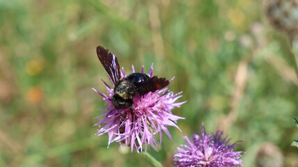 abeja  polinizando © Gines