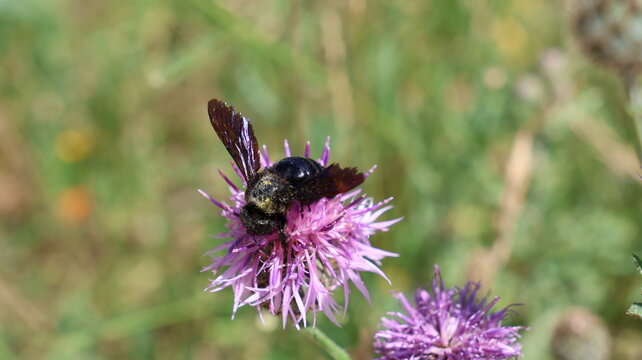 abeja  polinizando