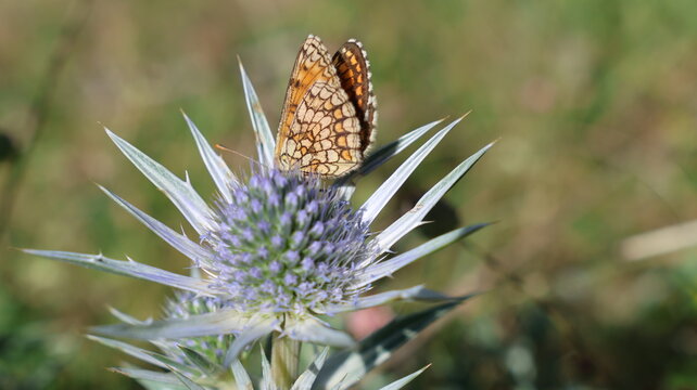 mariposa mosaico del bergueda