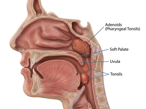 Cross section of head showing adenoids, tonsils and throat anatomy.