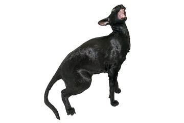 Fototapeta premium Wet black cat, black oriental cat taking shower isolated on white background