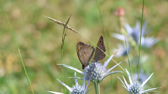 mariposas