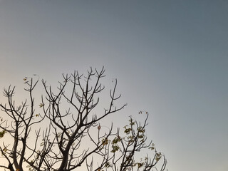 Obraz premium Bare tree branches against a clear evening sky creating a minimalist natural landscape with spacious copy space