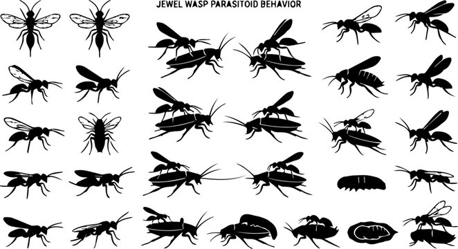 Jewel Wasp Parasitoid Behavior Silhouette Diagram &ndash; Insect Biology, Cockroach Host, Science Icons

