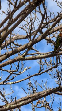 Vertical shot of a pair of Rainbow lorikeets are perched on a branch in a tree with bare branches and a clear sky behind it.