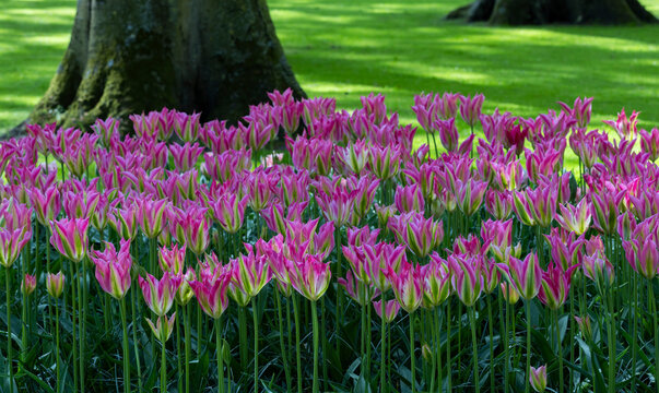 Purple tulip flowerbed in spring park under tree shade