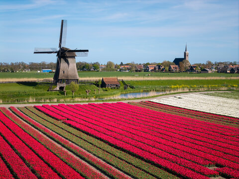 Dutch windmill above tulip fields in spring landscape
