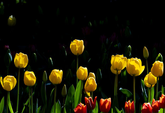Yellow tulip bloom in dark garden with soft sunlight