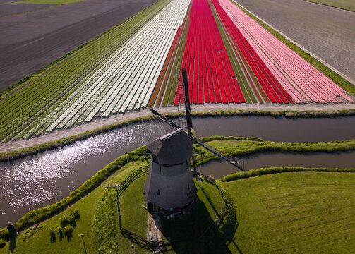 Aerial view of windmill beside colorful tulip fields