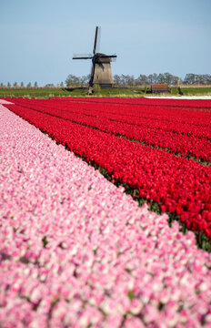 Windmill above tulip fields in spring countryside