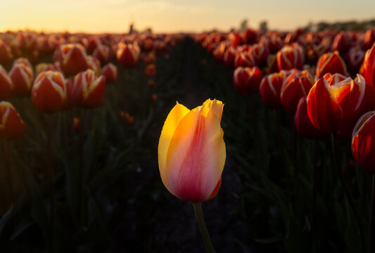 Single tulip glowing at sunset in a vibrant flower field