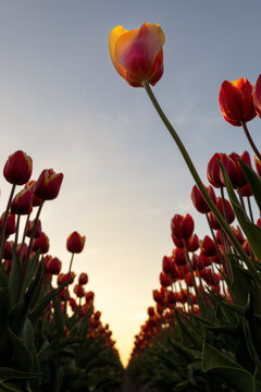 Low angle view of tulip field rows at golden hour sky