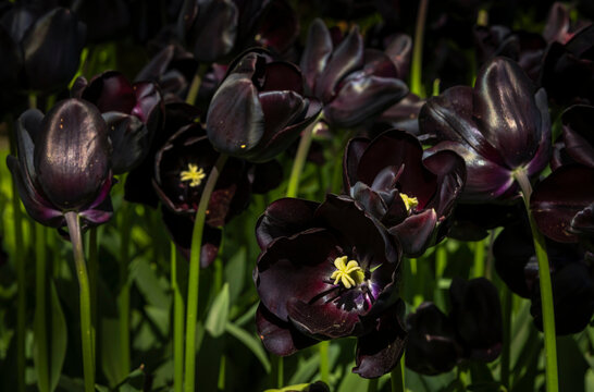 Dark purple tulip bloom with green stems in sunlight