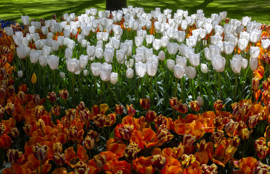 Sunlit white and orange tulip bed in spring garden