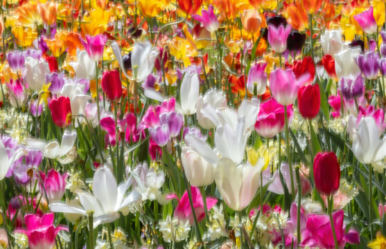 Colorful spring tulip field with soft dreamy sunlight