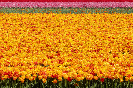 Colorful tulip field in spring with layered flower rows