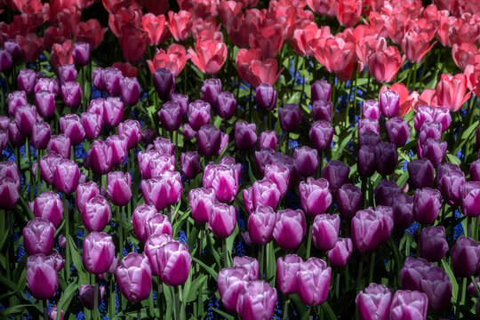 Colorful spring tulip bed with purple and pink bloom