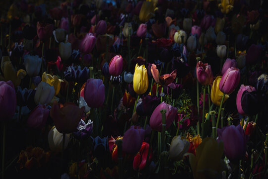 Dramatic low light tulip field with colorful blooms