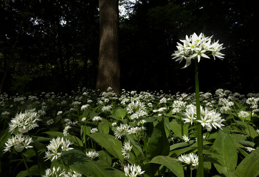 Wild garlic flowers in woodland shade and dappled sunlight