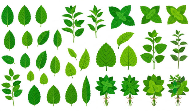 Mint and lemon balm leaf vector set with peppermint spearmint and herbal foliage isolated on white