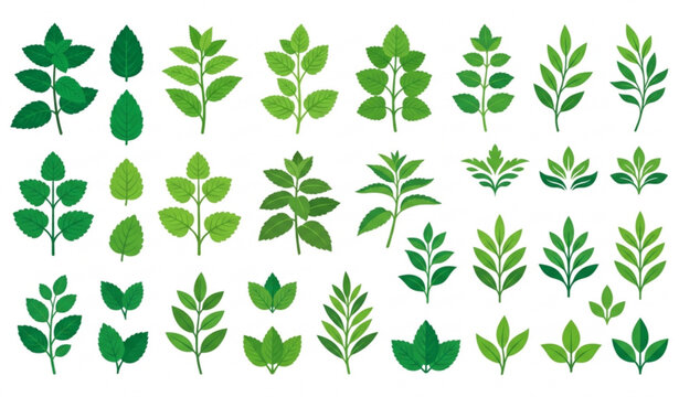 Premium mint herb vector pack with peppermint spearmint and lemon balm foliage