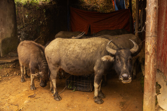 Water buffalo and calf at rural Vietnamese farm shelter