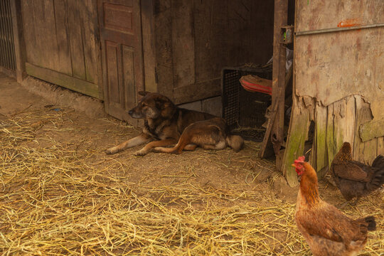 Rural vietnam farmyard with dog resting by old wooden hut