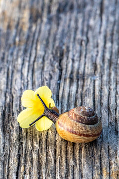 Snail with yellow flower on rustic wooden background