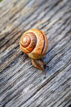 Close-up snail on weathered wooden surface in sunlight