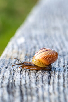 Snail crawling on weathered wood with green bokeh