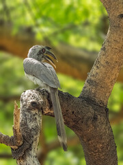 Grey Hornbill © YK