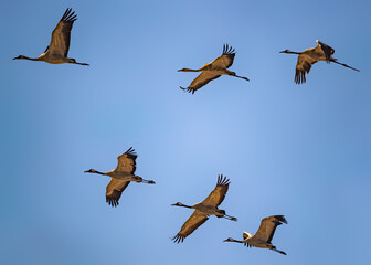Fototapeta premium Common Cranes