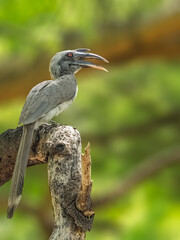 Grey Hornbill © YK
