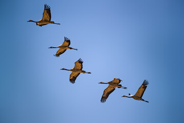 Fototapeta premium Common Cranes