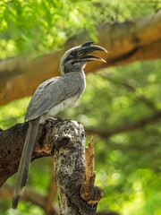 Grey Hornbill © YK
